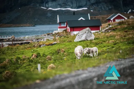 Lofoten Ultra-Trail 2019, photo 18 of 50